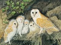 Zagadka Owl and owlets