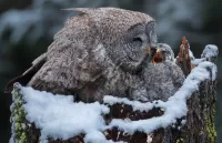 Puzzle Owl and owlet