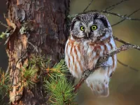 Jigsaw Puzzle Owl on the branch