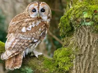 Quebra-cabeça Owl on the tree