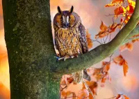 Bulmaca Owl on the tree