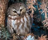 Jigsaw Puzzle Owl on a branch