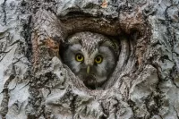 Quebra-cabeça Owl at home