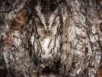 Jigsaw Puzzle Owl in the hollow