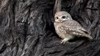 Puzzle Owl in the hollow