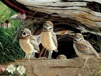 Rätsel Owls
