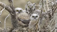Rompicapo Owls