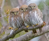 Quebra-cabeça Owlets