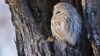 Bulmaca Owlet