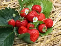 Zagadka Ripe strawberries