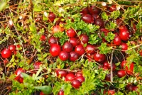 Bulmaca Ripe cranberries