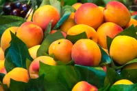Bulmaca Ripe apricots in leaves