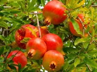 Quebra-cabeça Ripe pomegranates