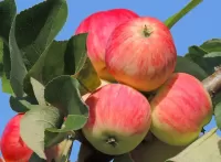 Пазл Спелые яблоки