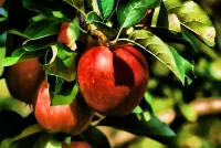 Bulmaca Ripe apples