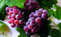 Jigsaw Puzzle Ripe berry clusters