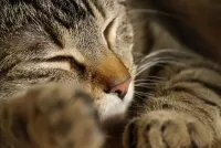 Слагалица Sleeping cat