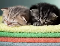 Bulmaca Sleeping kittens