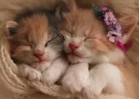Puzzle sleeping kittens
