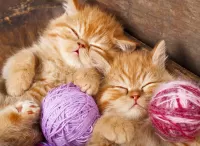 Bulmaca Sleeping kittens