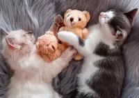 Bulmaca sleeping kittens
