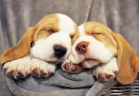 Пазл Спящие щенки