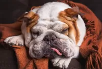 パズル Sleeping bulldog