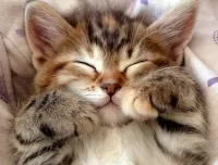 Rompecabezas sleeping kitten
