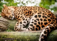 Quebra-cabeça Sleeping leopard