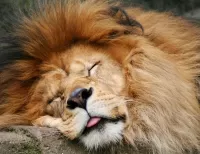 Puzzle Sleeping lion