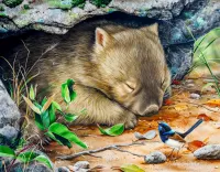 Jigsaw Puzzle Sleeping wombat