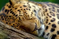Jigsaw Puzzle Sleeping jaguar