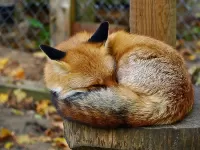 Rätsel Sleeping fox-cub