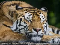 Пазл Спящий тигр