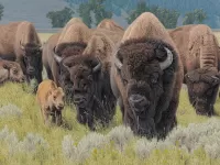 Puzzle Bison herd