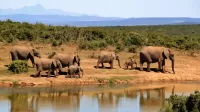 パズル Herd of elephants