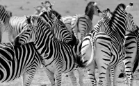 Jigsaw Puzzle A herd of zebras