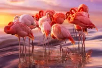 Jigsaw Puzzle A flock of flamingos