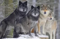 Quebra-cabeça Pack of wolves