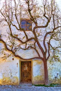 Слагалица Wall and tree