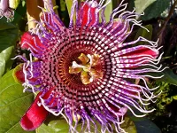 Jigsaw Puzzle Passion flower