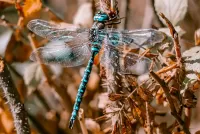 Jigsaw Puzzle Dragonfly