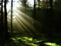 パズル Light in the forest