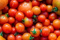 Puzzle Fresh tomatoes