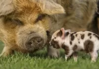 Puzzle Pig and pig
