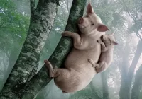 Jigsaw Puzzle Pig on the tree