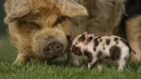 Quebra-cabeça Pig with a pig