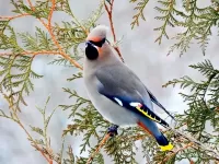 Slagalica Bird on branch