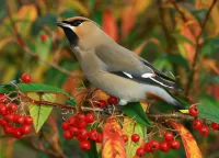 Jigsaw Puzzle Waxwing