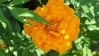 Jigsaw Puzzle Tagetes